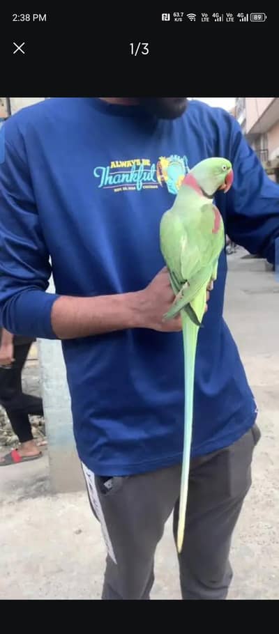 full tamed talking Parrot