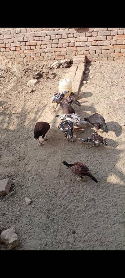 aseel Murga amroha karas