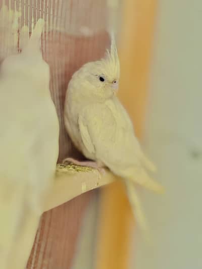 cocktail pair confirmed