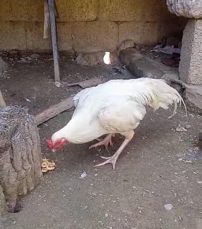*Pure Heera Aseel /golden buff pair chicks /white paper aseel heera*