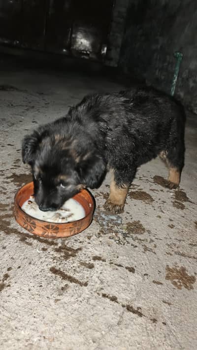 German Shepherd puppy for sale
