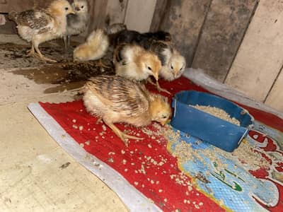 Luhman chicken chicks
