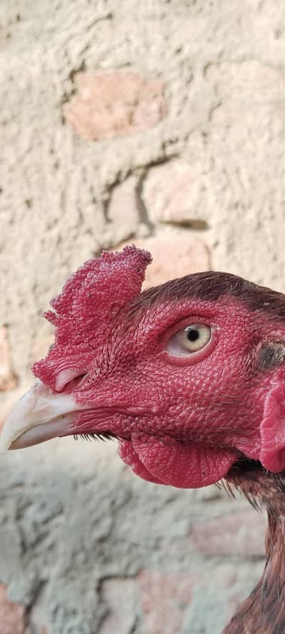 High Quality Aseel Bird For Sale