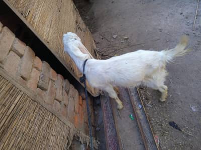 gulabi goat