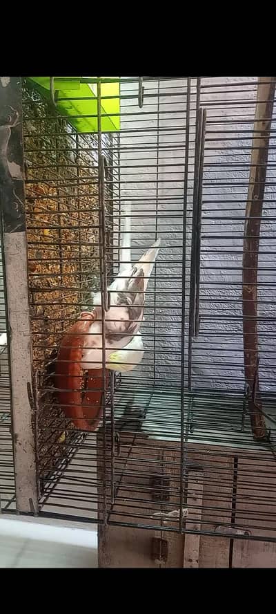 Breeder Cocktail Pair for Sale.