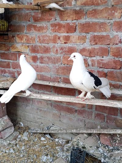 fancy pigene hain argant sale