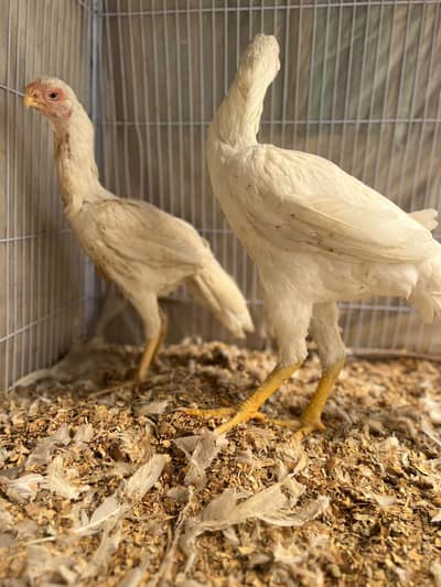 Indian Parrot Beak Long Tail Aseel for Sale 