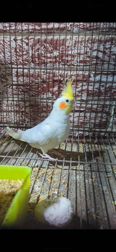 cocktail. pair for sale  red eyes