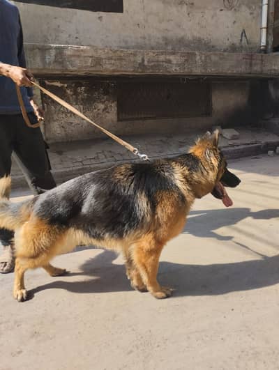 Double Coat Germon Sheperd Sale in Lahore fully active for security