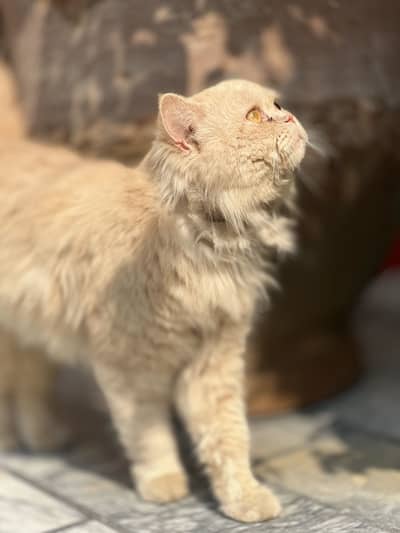 Persian  male healthy and active