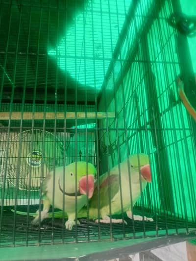 Alaxinder Raw Parrots Jambo Size