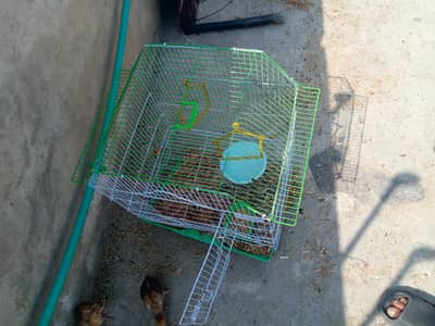 Aseel chozay for sale