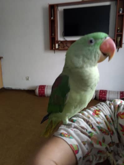 Fully Tamed Female Raw Parrot