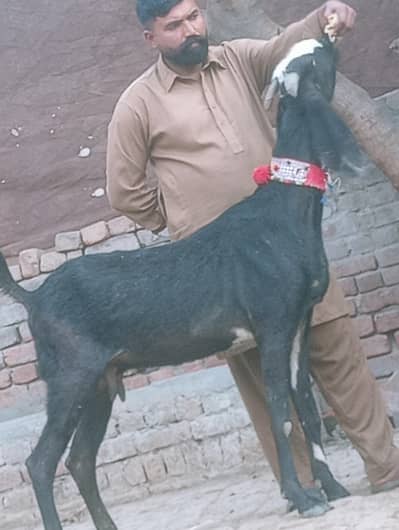 Betal Confram 100 % pregnut Bakri Sale