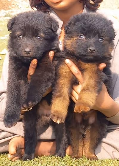 German Shepherd puppies for sale