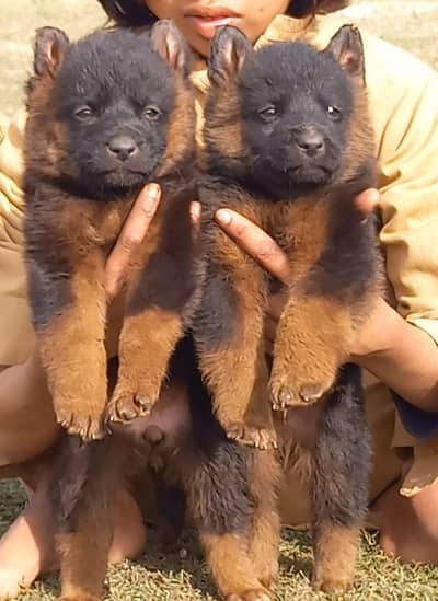 German Shepherd puppies for sale