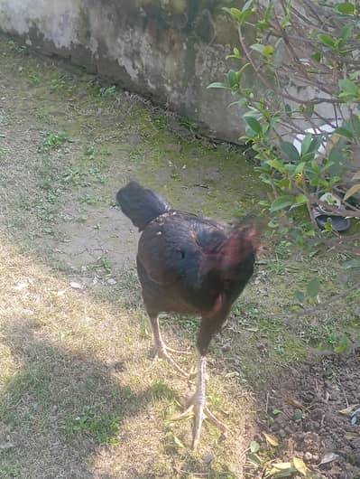 female Thaii cross hai male Sindhi