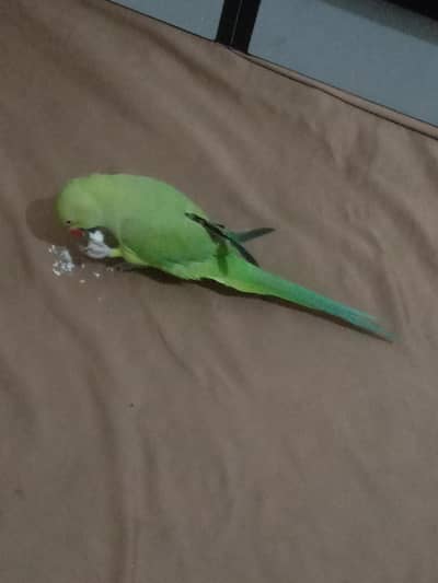 kuch kuch bolta ha ::0=3=1=6=27=80=1=54=