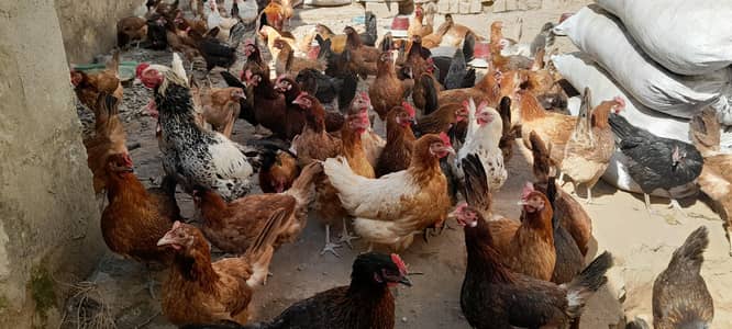 Golden Misri Murgi  (Andy wali murgi]