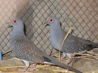 Diamond Dove Pair For sale