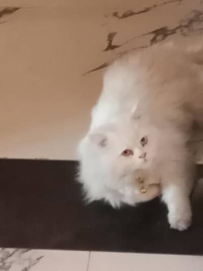 Odd Eyes Persian Cat For Sale Urgent