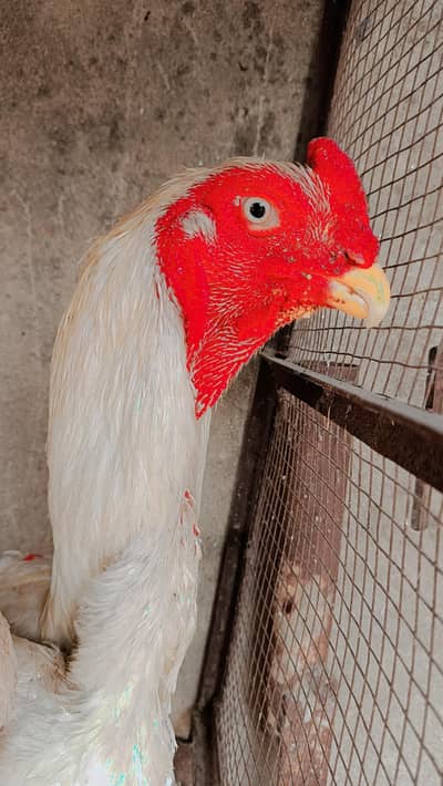 white oh shamo Eggs  or chicks 