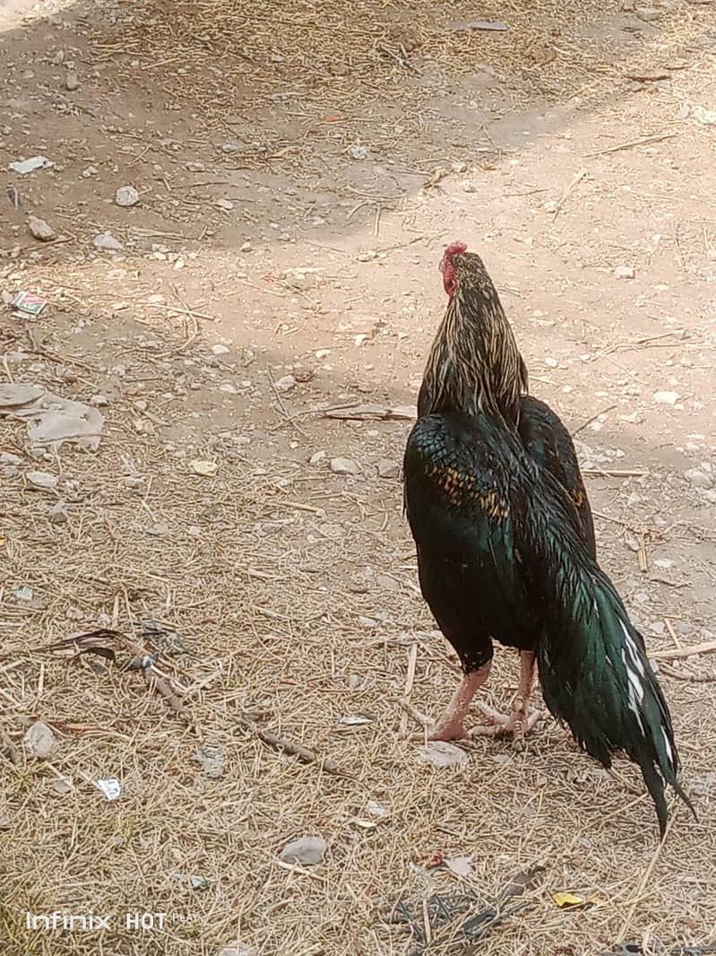 Jawa heavy size male 0