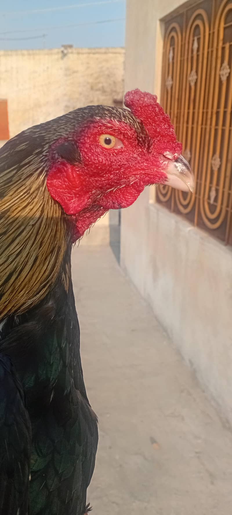 Jawa heavy size male 1