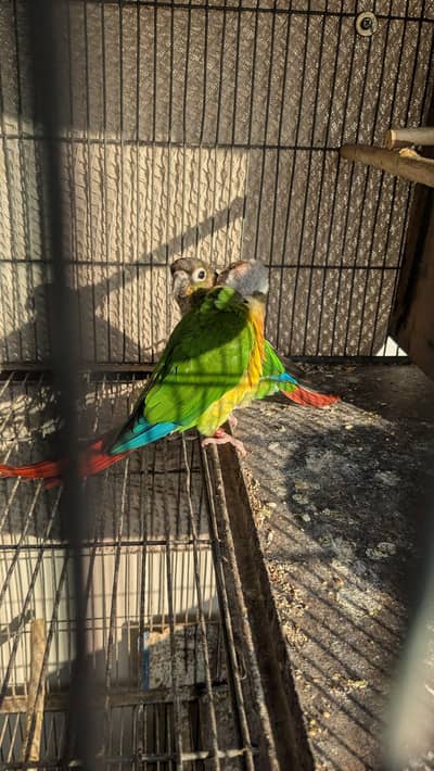 conure pair ready to breed
