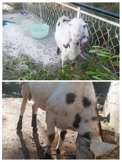 top quality dasi goat for sale. 1 kg sa 2kg milk daily. 3 year age