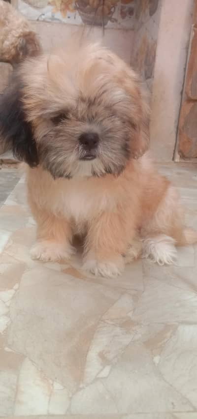 shih tzu puppy male