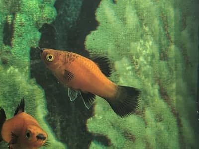 Platy Fish