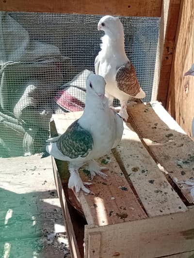 03702794087 per contact karo.