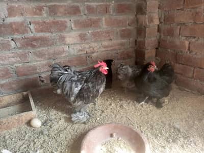 Bantam 1+3 Available for sale