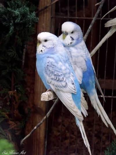 Required Australia parrots