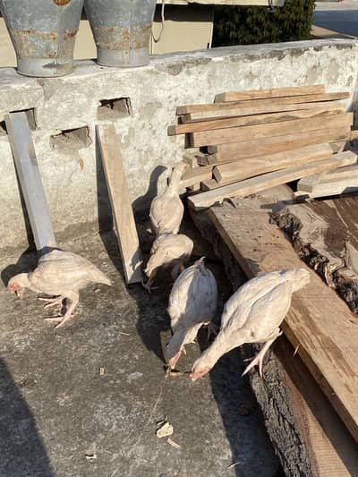 Aseel heera white for sale