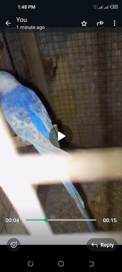 rainbow breeder pair with eggs fertile