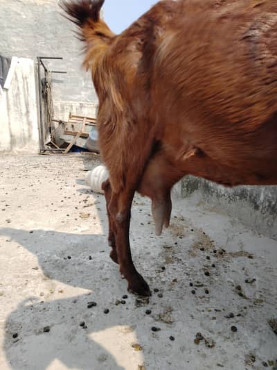 Desi dogli ghaban bakri 03324262191