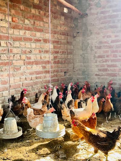 golden misri | desi murghi | eggs laying hen | ande wali murgi | hens
