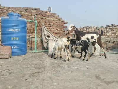 Konni bakri with 2 kids