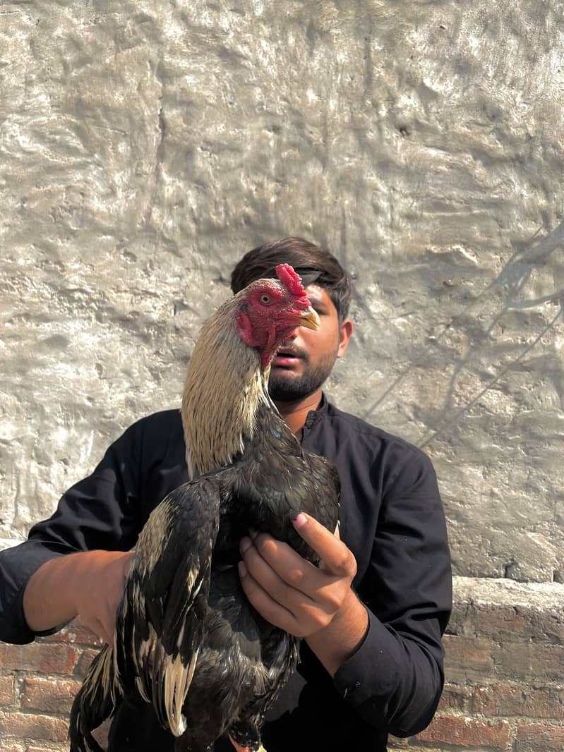 Mianwali Java murga 03490163612 0