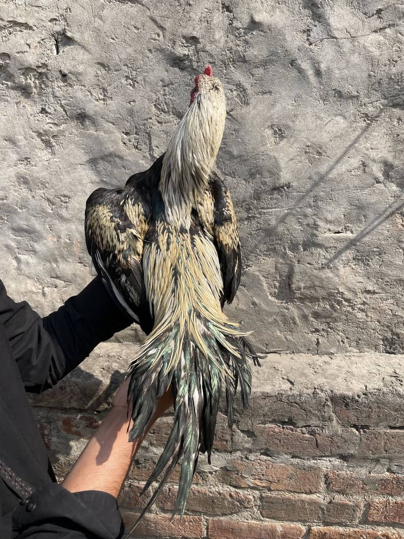 Mianwali Java murga 03490163612 1