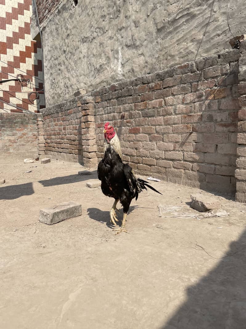 Mianwali Java murga 03490163612 2