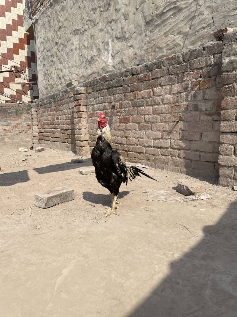 Mianwali Java murga 03490163612 3