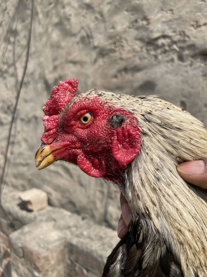 Mianwali Java murga 03490163612 4