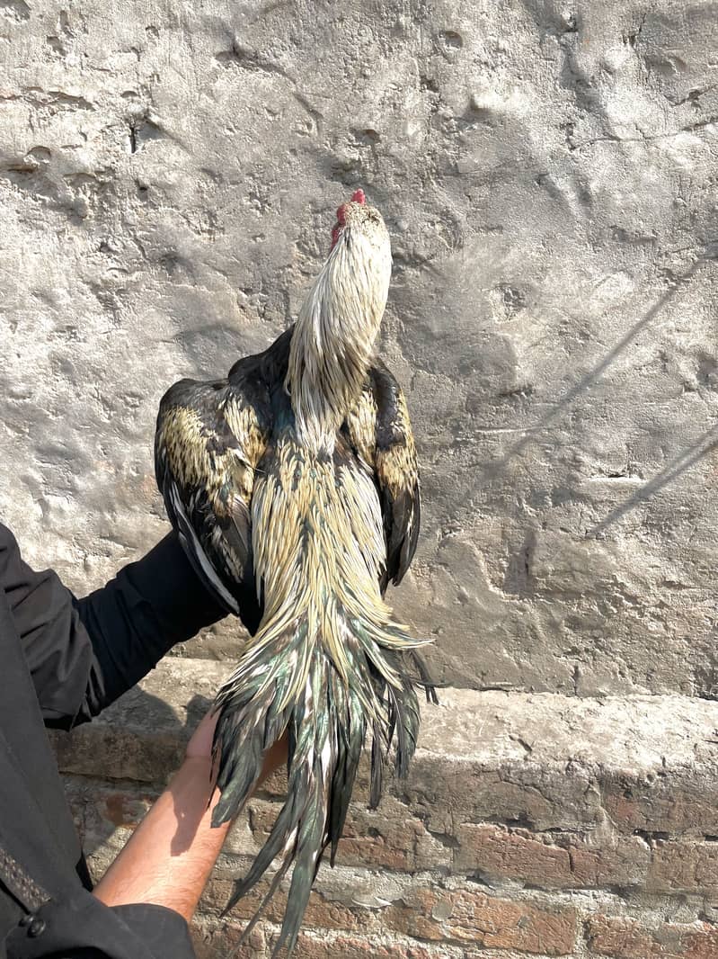 Mianwali Java murga 03490163612 5