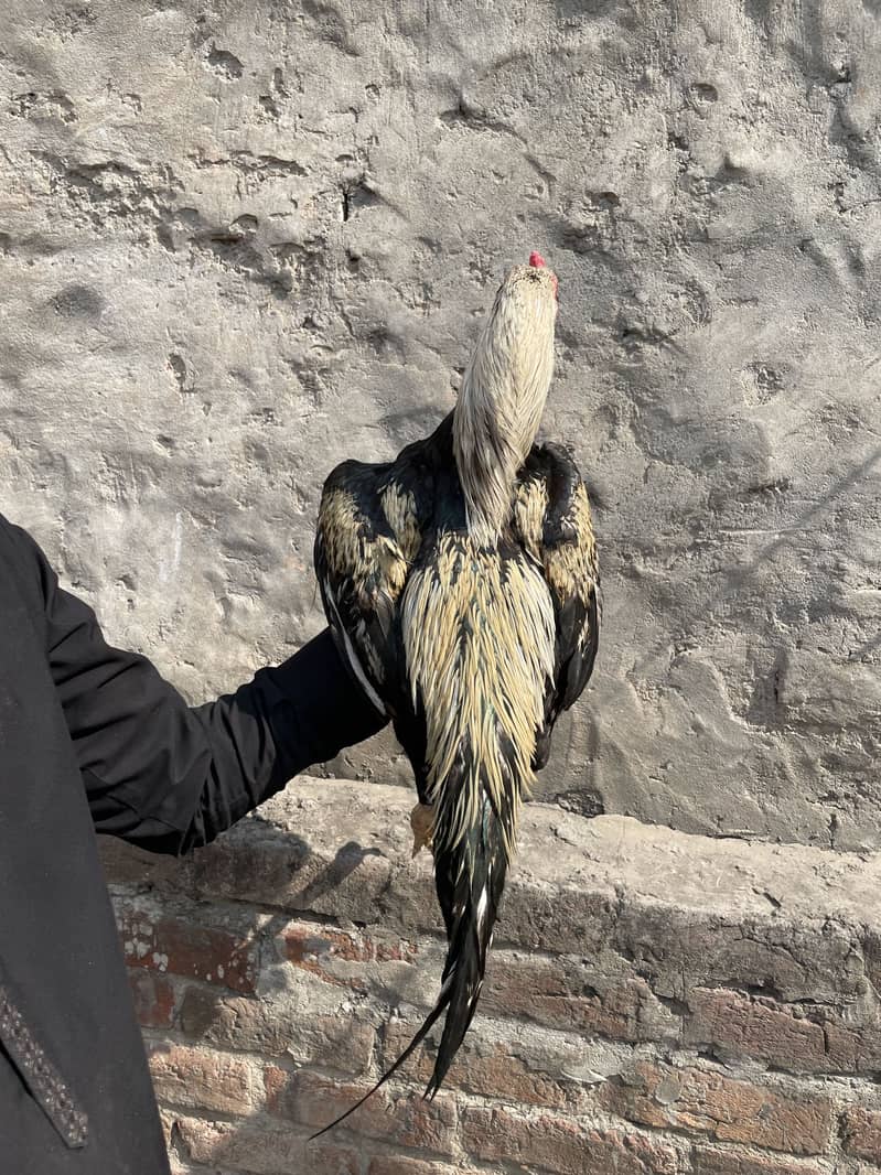 Mianwali Java murga 03490163612 6