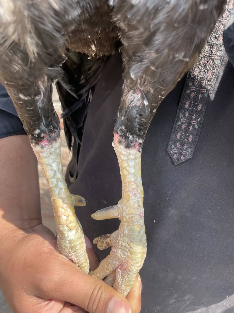 Mianwali Java murga 03490163612 7