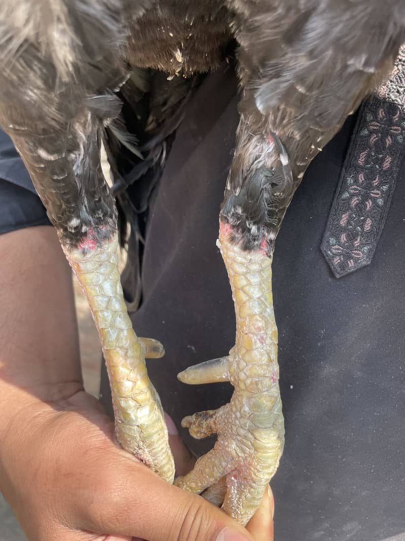 Mianwali Java murga 03490163612 8