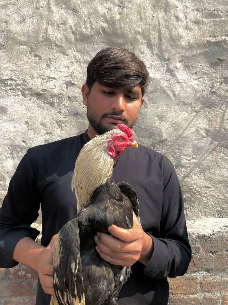 Mianwali Java murga 03490163612 9